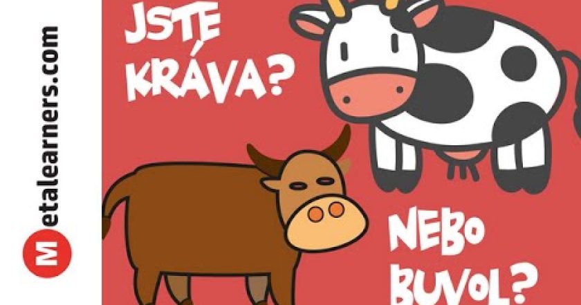 Jste kráva, nebo buvol?